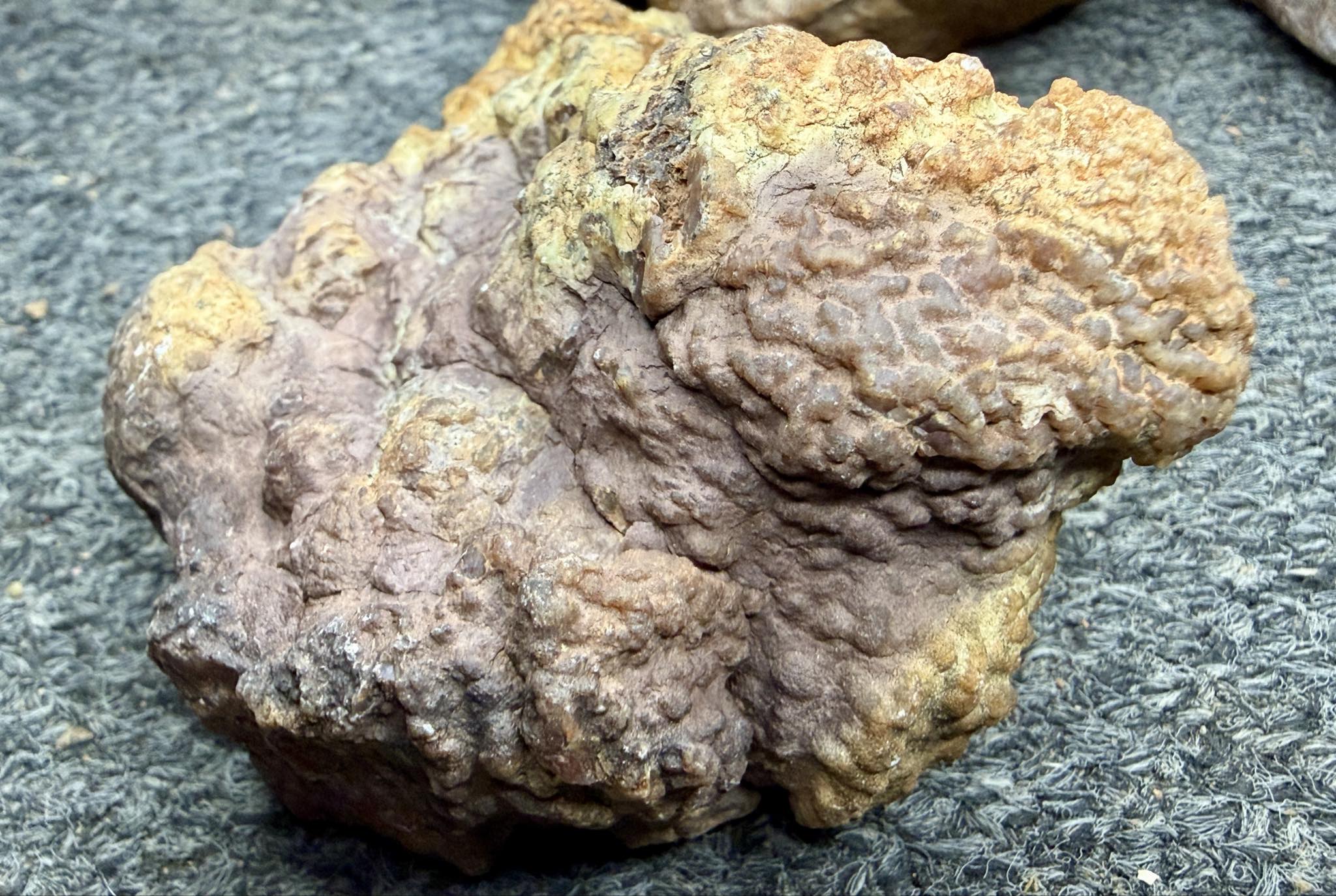 Southern Colorado Copalite